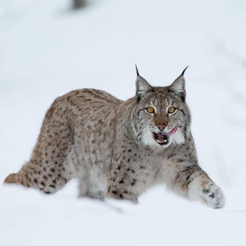 geographicwild:.Photo by @gordonjbuchanan Eurasian Lynx in the Snow. #Wild #Nature #Snow #Wildlife #