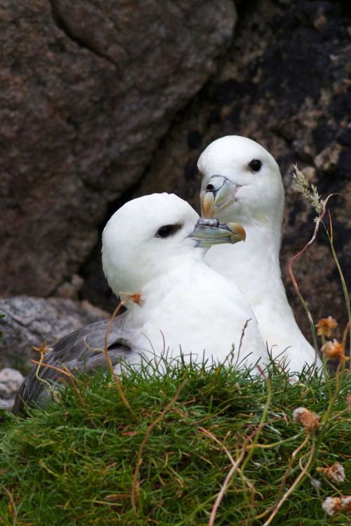 Northern Fulmar (Fulmarus glacialis) &gt;&gt;by David Nunn