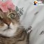 sickcatt