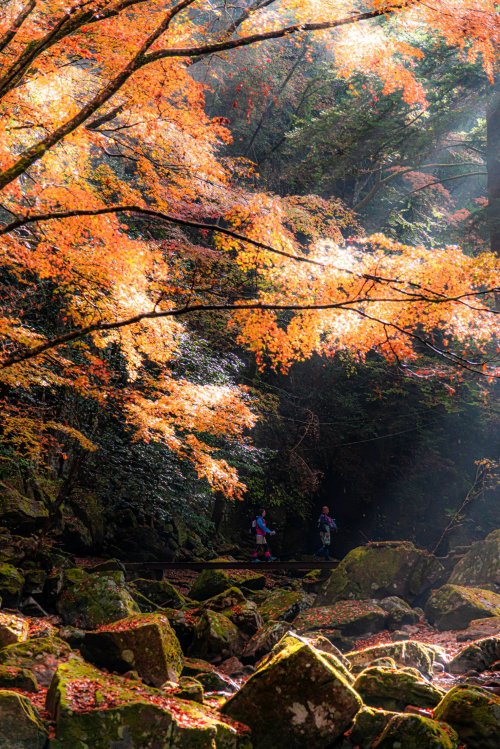 Autumn sceneries at Akame 48 Waterfalls park in Mie perfecture, gorgeously captured by @v0_0v______m