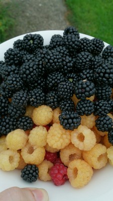 Berries from the garden. Red and yellow raspberries and blackberries.
