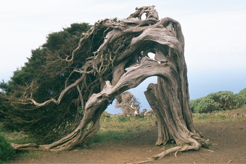 dirtyhippieproductions:  Trees are awesome~ ☮  ❤ ॐ 