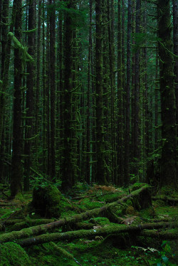  brutalgeneration:  Olympic National Forest by SaveWestern on Flickr.  