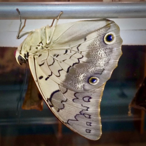 Shoemaker (Prepona omphale)Malay Cruiser (Vindula dejone)Angola White Lady (Graphium angolanus)