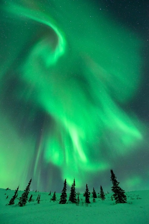 Green Sky, Aurora Borealis. Above The Spruce by Ben