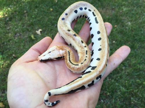 fattynoodles:fattynoodles:A darling 007 blood python (Python brongersmai) hatchling! Produced by