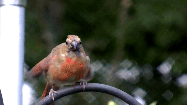  Northern cardinal feeding baby bird, FrontYardVideo