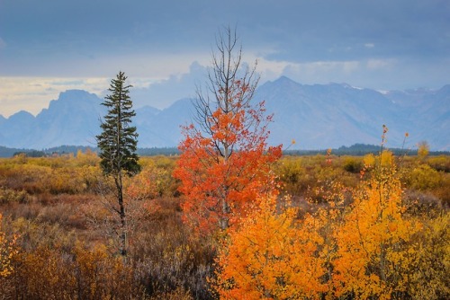 grandtetonpark:Do you need some Autumn Splendor?I headed for the Tetons this past weekend, looking f