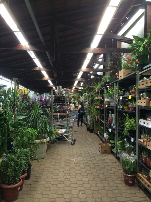 fakkuoff:Gardening store aesthetics