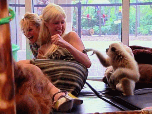 the-absolute-funniest-posts:  ozzyosborntodie: kim kardashian attacking paris hilton