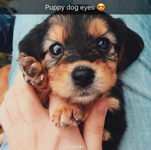 kissmyafropuff: princesskillmonger: babyanimalgifs:Dog snaps im crying I want a puppy so bad We hone