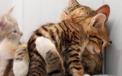 awwww-cute:  Motherly love (Source: http://ift.tt/QZk4CR)