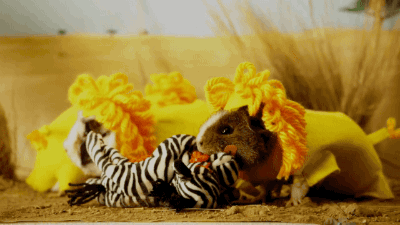 gifsboom:Video: Guinea Pigs Dressed as Safari Animals