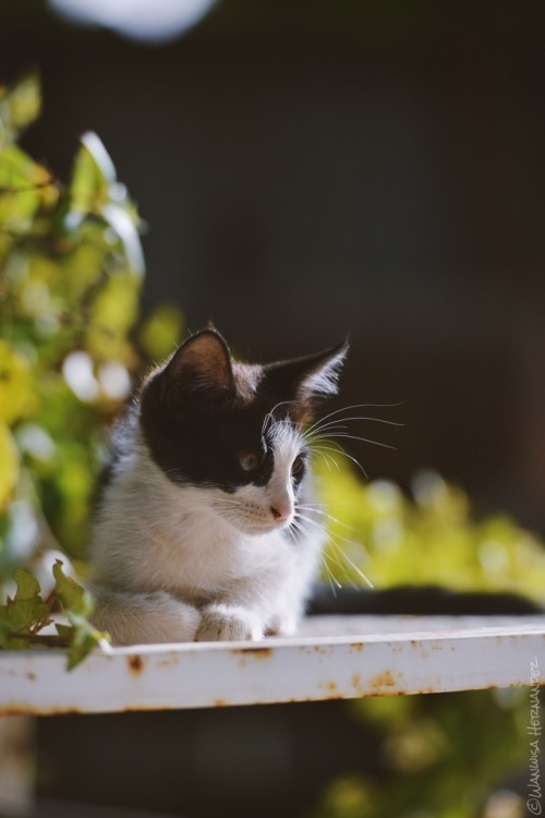 boschintegral:blogboestbelle:NadaMy Neighbor’s Cat #170@mostlycatsmostly