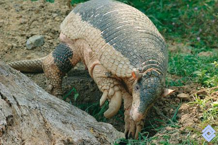 zsl-edge-of-existence:Like most armadillos, the giant armadillo feeds on insects, arachnids, and sma