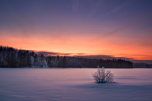 Sex foxmouth:  The Spirit of Winter, 2013 by Mikko pictures