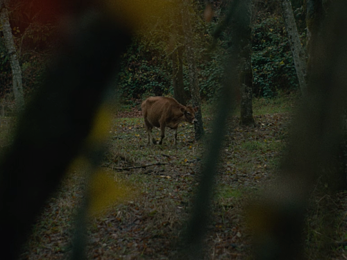 cinemawithoutpeople:Cinema without people: First Cow (2019, Kelly Reichardt, dir.)