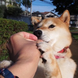 shibainu-komugi: おやつをキャッチ🐶✨  #shiba #dog #komugi #柴犬 #shibainu #柴犬の小麦さん 