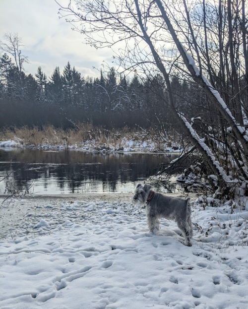 Walter was happy to walk down to the river today. He walks and walks and walks, suggesting to me tha