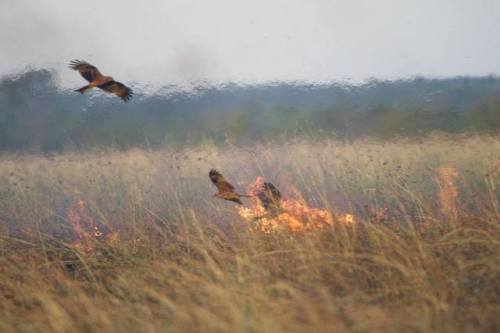 Australian raptors set fires deliberately to flush out prey When humankind first arrived on the dry 