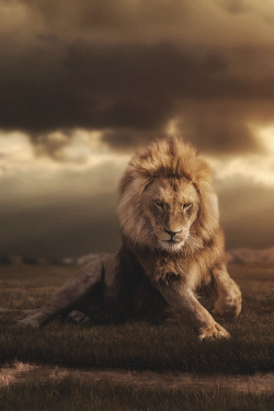 themanliness:  Lion | Source | Facebook |