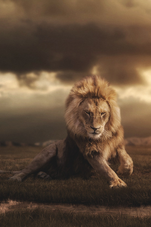 themanliness:  Lion | Source | Facebook | Instagram   