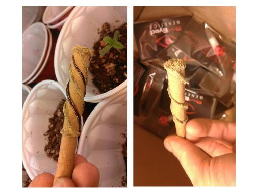 mollyrollin:  you-goddamn-idiot:  Oiled up blunts.   I want this! 