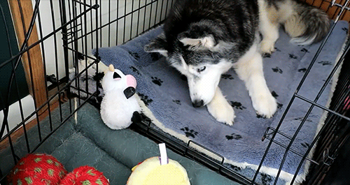 Snow Dogs Vlogs - SOMEONE HAD A BIRTHDAY and Pickled Garlic ?