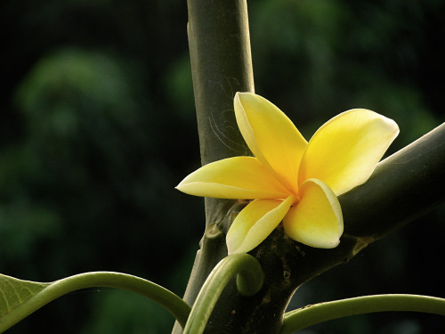 Bunga Kamboja - Flower Of Bali by arumdyaharum