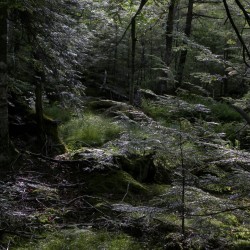 aetheric-aesthetic:  Evening Shade of Bog  Ricketts Glen State Park