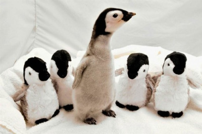 thebabyanimals:  beautiful blog full of baby animals!