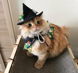 babydogdoo:  Awww my cats are ready for halloween 