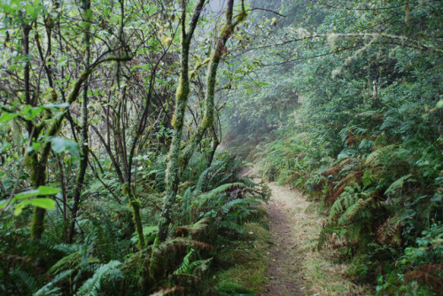 Douglas fir forest by Richard Price