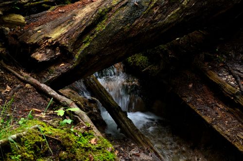 Iargo Springs, Michigan is absolutely beautiful . I love these shots taken with my D3100