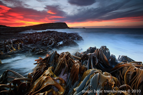 September 2010 Landscape - The Colony by Kah Kit Yoong on Flickr.Catlins, NEW ZEALAND