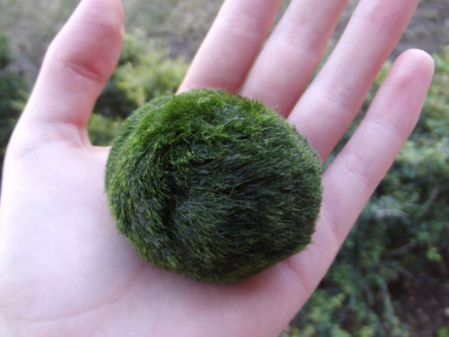 毬藻 its alive! this marimo is about 6 years old. The bottom of Lake Akan in Hokkaido Japan is inhabit