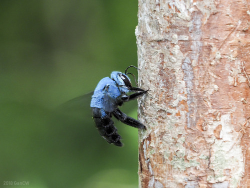 onenicebugperday: Cerulean carpenter bee, Xylocopa caerulea, Xylocopinae, ApidaeFound in Southeast A