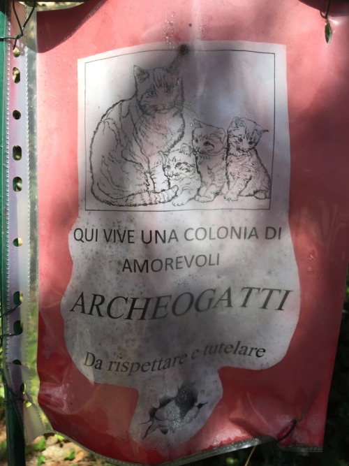 its-caesar-bitch:Translation: “a colony of affectionate Archeocats lives here!”Found in 