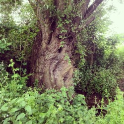 petalbugs:  these are the mystical trees I visit from time to time 