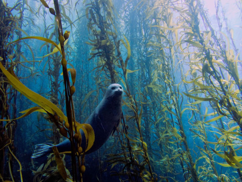 celtic-forest-faerie:{Seal In A Kelp Forest} by {Kyle McBurnie}