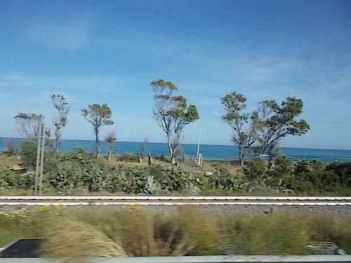 South italian plants. Feat.; Mediterranean sea - trees, agaves and opuntias along seashore (fot.: 9,