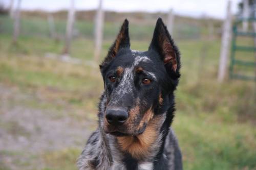 tanpoint: Color Morph Series: Harlequin Beauceron The Beauceron comes in two different acceptable co