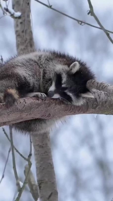 dailyraccoons: