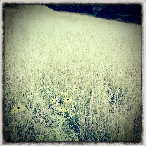 everythingwecomeacross, Summer Field, 2013
