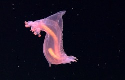 sixpenceee:    A deep-dwelling sea cucumber swimming in the frigid waters of the abyss, roughly 10,500 feet (3,200 meters) deep. Credit: NOAA Okeanos, INDEX-SATAL 2010.   