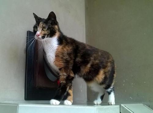 Cat of the DayCher, from RSPCA, Hull. Click here for more info on adoption or ways to donate.“Cher c