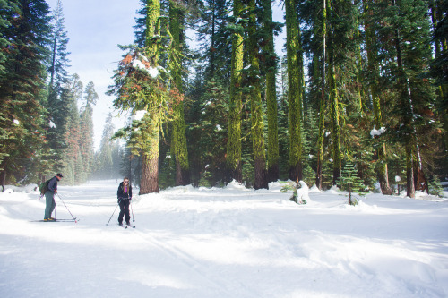 Holiday Adventure: Yosemite, Cross Country Skiing My wife and I took cross country ski lessons in Yo