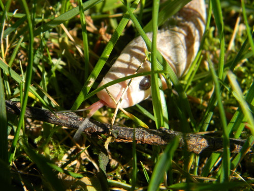 idionkisson:silmarillion-shibasnsnakes:About half of my corns, two of each snake in order:Lavender; 