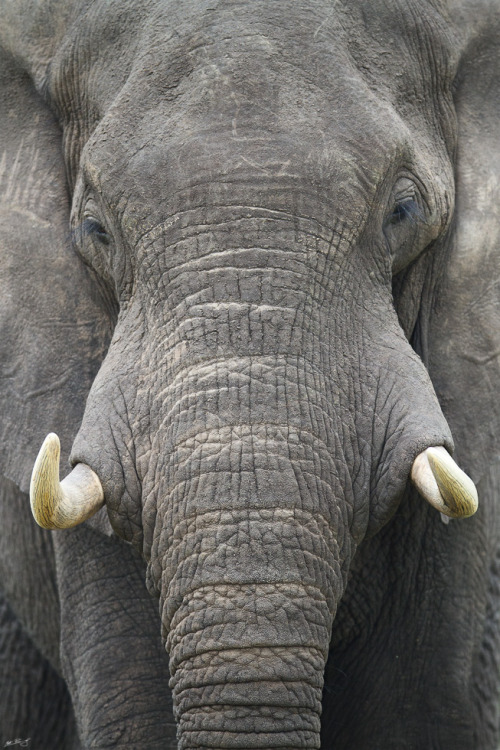 jaws-and-claws:   	African Bush Elephant by Matt Bango    	Via Flickr: 	