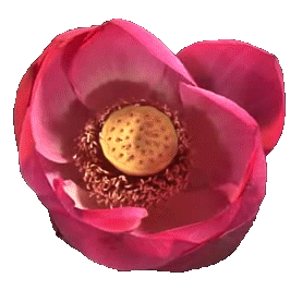 radcookies:Lotus flower blooming (transparent)